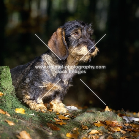 leighbridge just a jest, wire haired dachshund in the woods