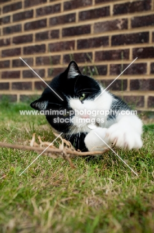 bi-coloured short haired cat playing in grass