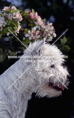 west highland white terrier with blossom, side view head study