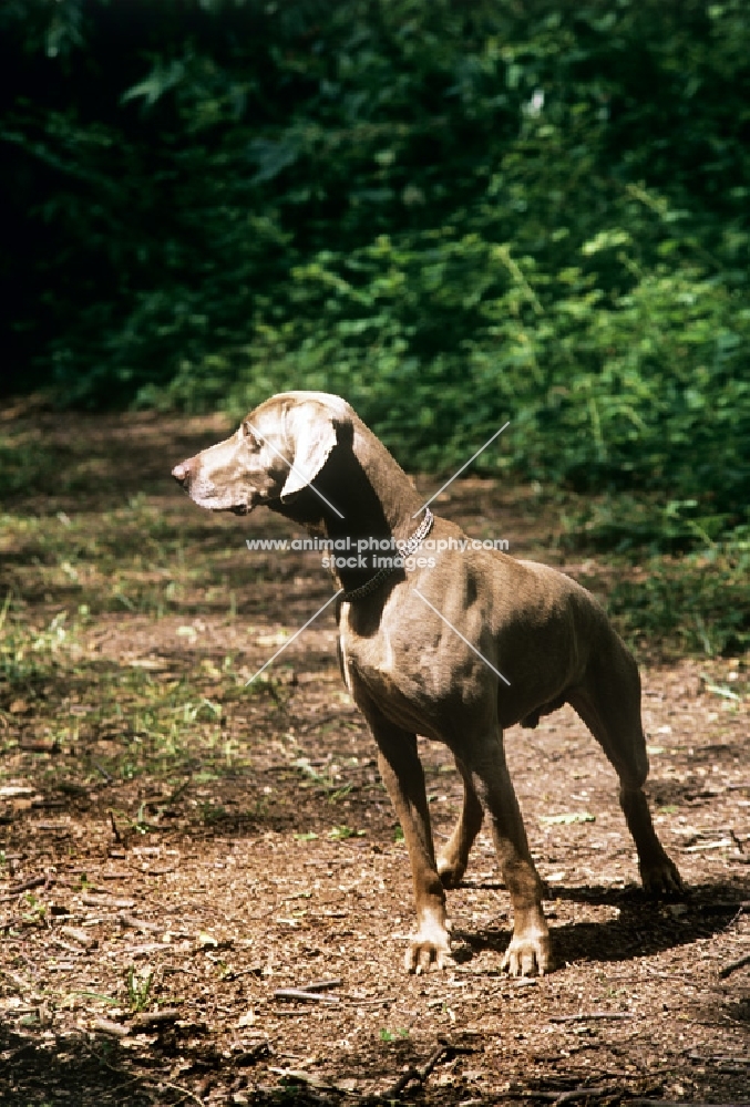 weimaraner standing in woods