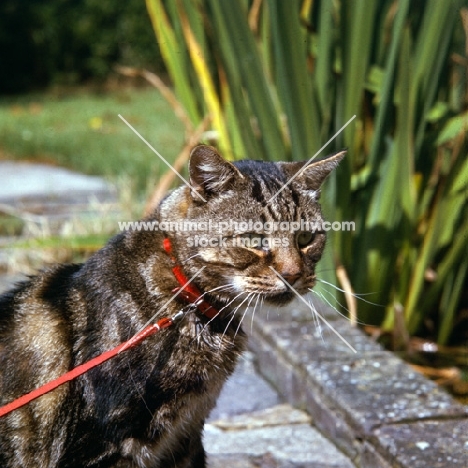 brown tabby short hair cat wearing collar with lead