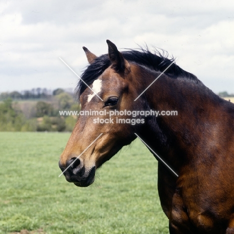 welsh cob (section d) mare, head study without bridle