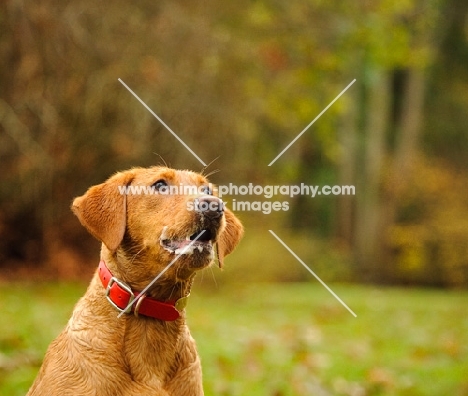 Labrador Retriever foaming at the mouth and standing in the countryside