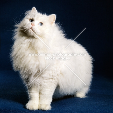 blue eyed white long hair cat stretching