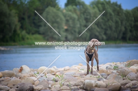 Silver hungarian vizsla standing on a river shore