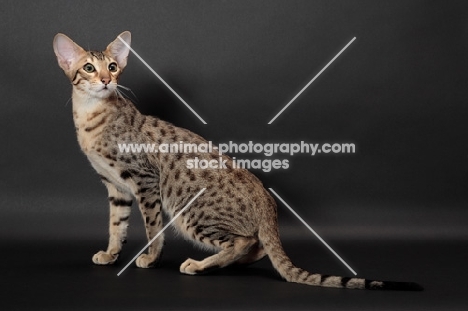 Serengeti cat, brown spotted tabby colour