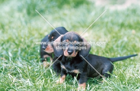 dachshund wirehaired puppy