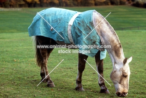 cob wearing a new zealand rug after rolling