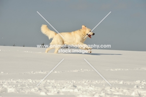 Polish Tatra Sheepdog (aka Owczarek Podhalanski) running in snow