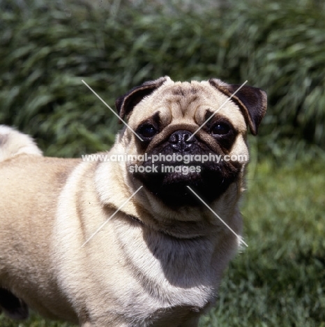 frowning pug, head study