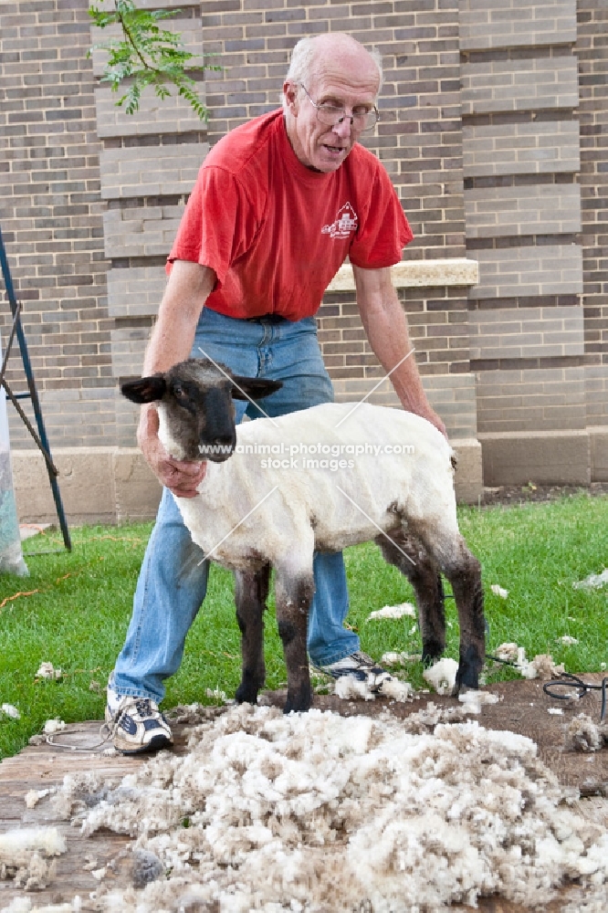 shearing suffolk sheep