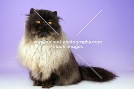 black smoke persian cat looking at camera