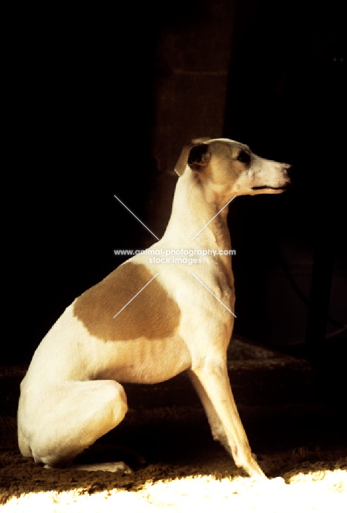 whippet in shaft of sunlight indoors