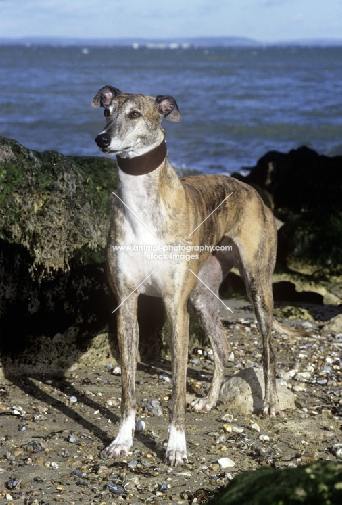ex racing greyhound standing at the sea shore, roscrea emma