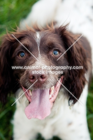 English Springer Spaniel portrait