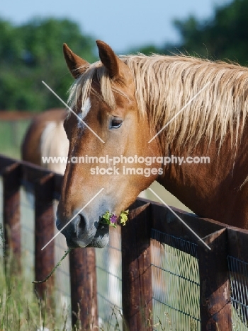 Suffolk Punch portrait, eating flower