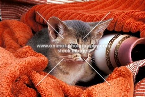 blue abyssinian kitten between towels