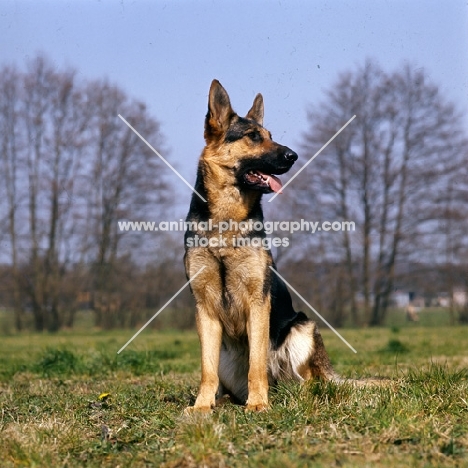 german shepherd dog sitting in a field