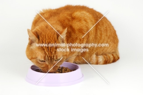cat eating from a lilac dish, crouching