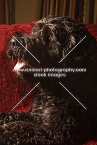 black Portuguese Water Dog portrait