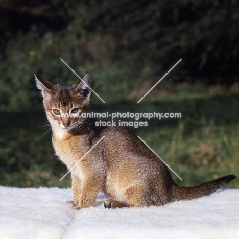 abyssinian kitten, sitting looking at camera