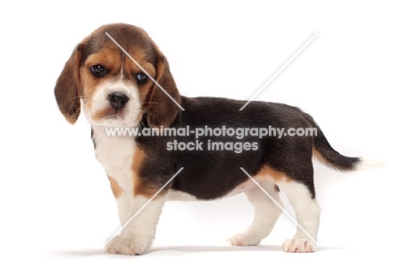 Beagle puppy side view on white background