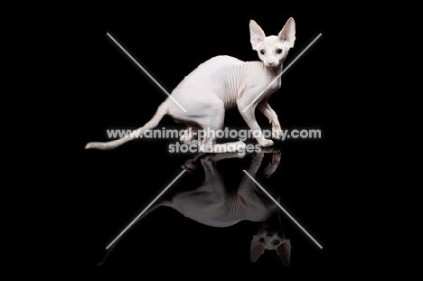 young Sphynx cat on black background