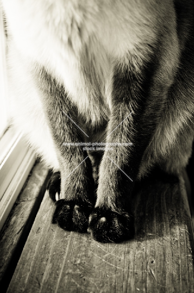 Siamese cat's paws on windowsill