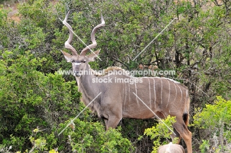 Kudu