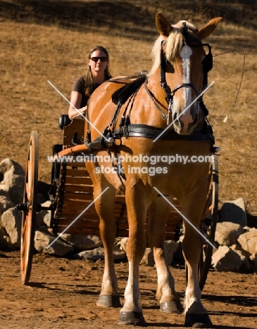 Belgian Draft horse pulling a cart. 