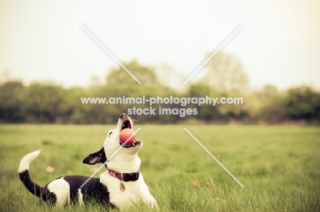 dog playing with red ball