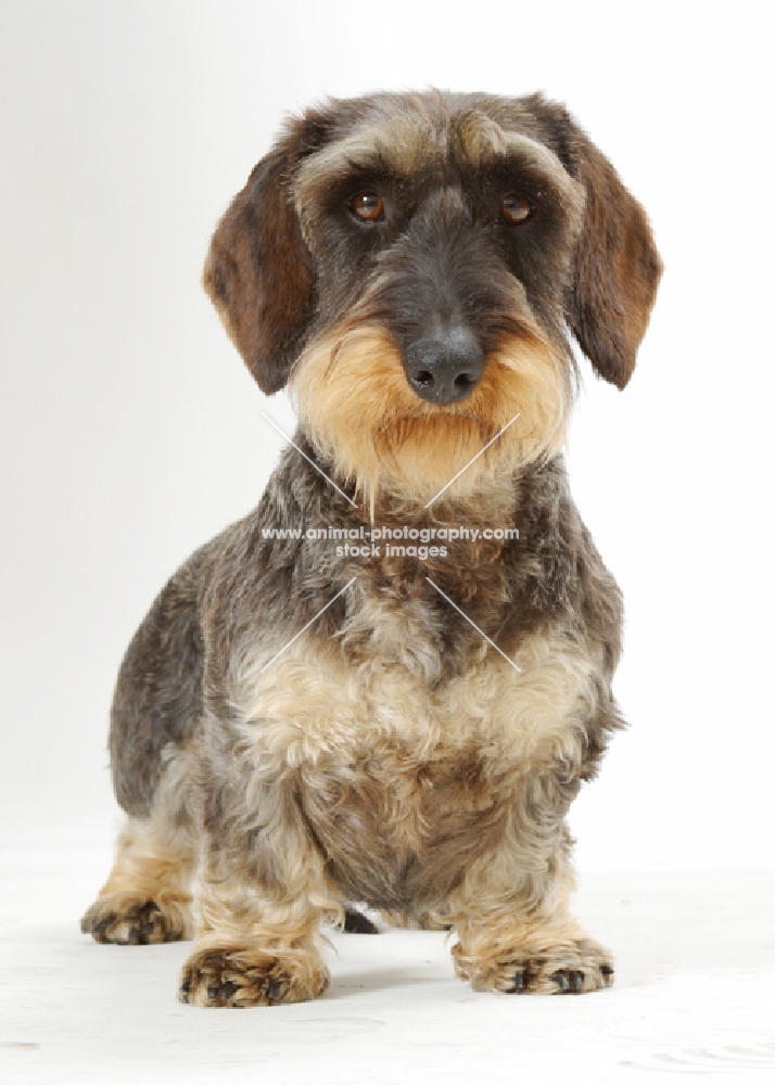 Wirehaired Dachshund on white background, front view