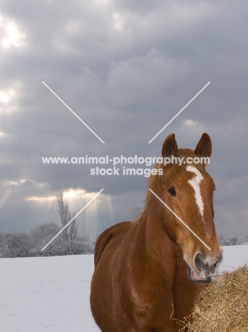 Suffolk Punch near hay in winter