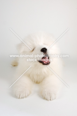 soft 9 week old Samoyed puppy on white background, mouth open