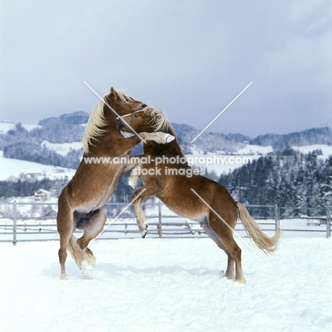 two Haflinger colts prancing together in play fight 