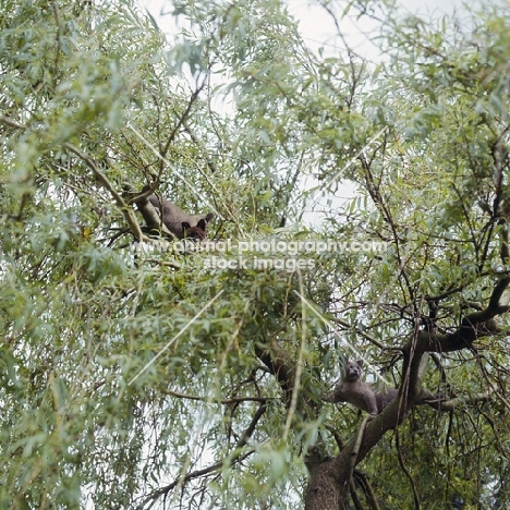 two brown burmese cats in a tree