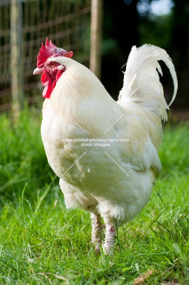 white leghorn cockerel standing in the grass