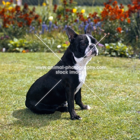 boston terrier with forelegs of incorrect colour sitting on grass