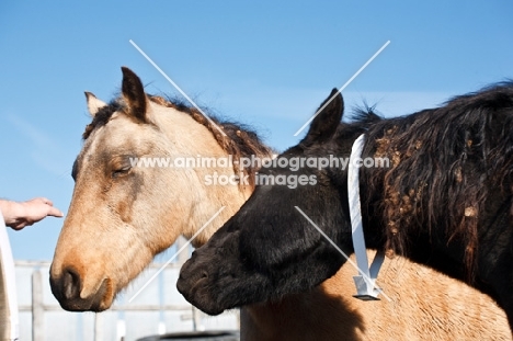 two rescued Morgan horses