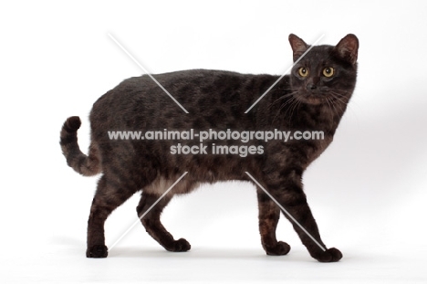 black spotted Safari cat, standing on white background