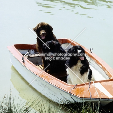 three newfoundlands different colours, sitting in a boat
