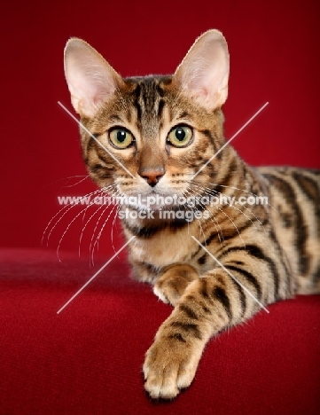 Bengal portrait on red background