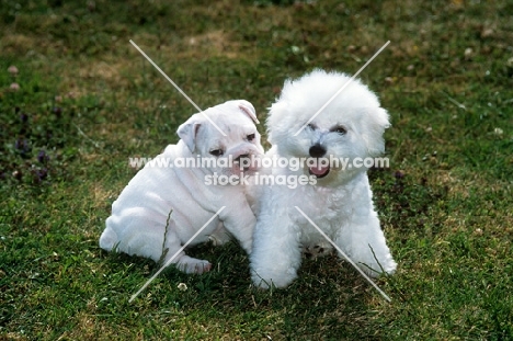 bichon frise and bulldog puppies playing