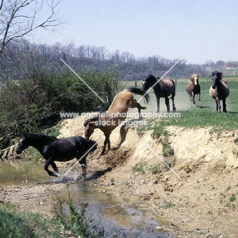 mustang mares with stallion following jumping down river bank in usa