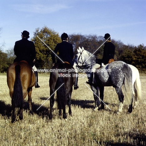 riders at a meet, one horse with red ribbon on tail