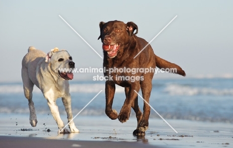 cream and chocolate Labrador Retrievers running on beach