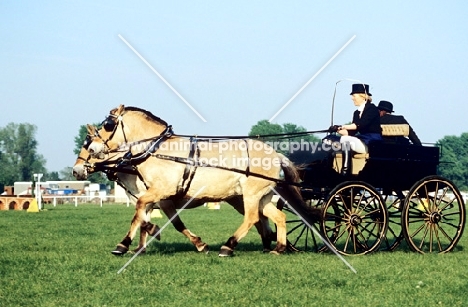 two fjord ponies pulling a carriage