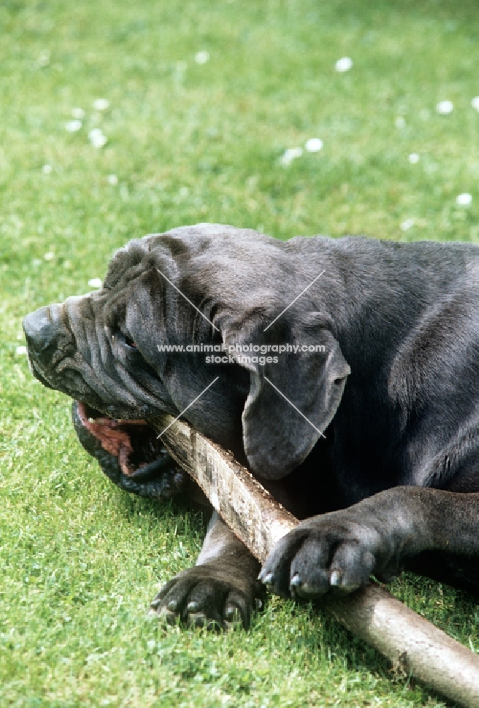 neapolitan mastiff chewing a stick