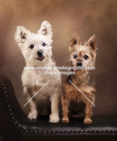 West Highland White and Yorkshire Terrier on brown leather seat

