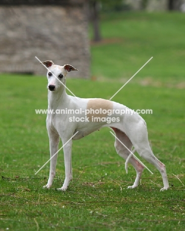 Whippet standing on grass